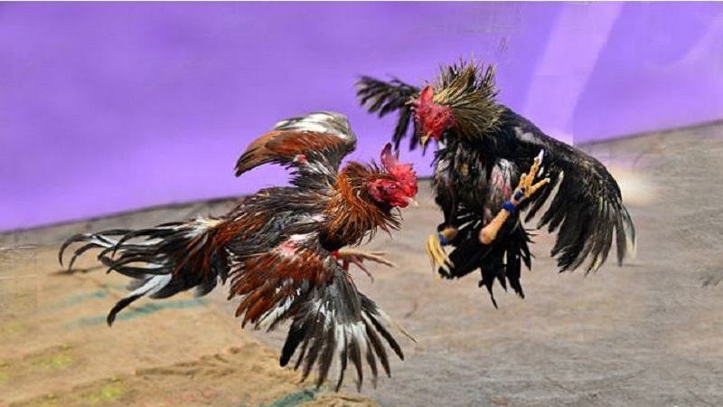 Cách nuôi gà đá chuyên nghiệp 