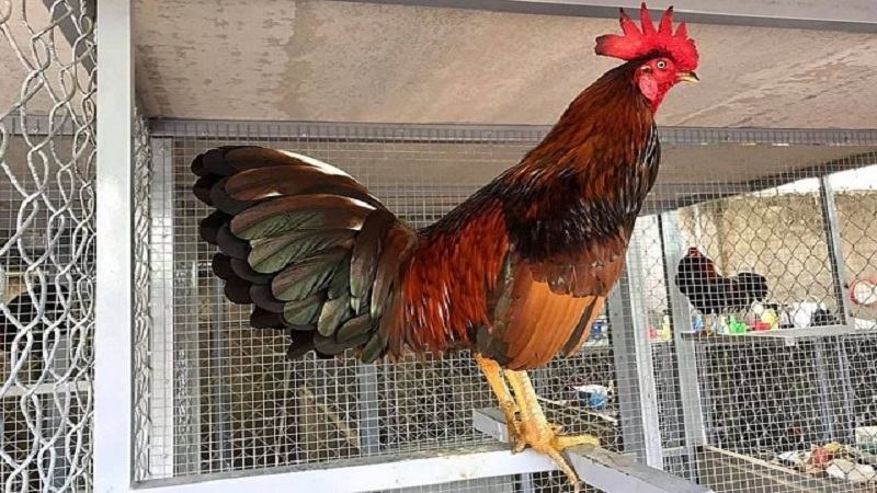 Luyện tập kỹ thuật tấn công cho gà đá