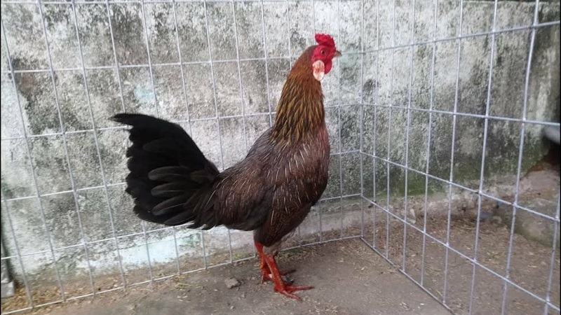 Cách pha chế thuốc gà đá hiệu quả