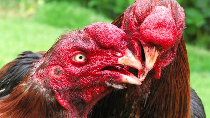 Cách tăng lực cho gà đá bằng cách cho gà đi chọi