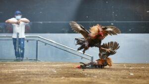 cách tăng lực cho gà đá