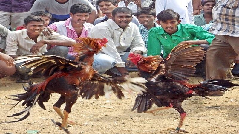 Những điều cần lưu ý khi muốn tăng sức mạnh cho gà đá