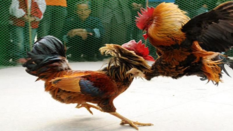 Các giai đoạn tập thể lực gà đá