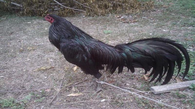 Cách tập thể lực cho gà đá chạy lồng