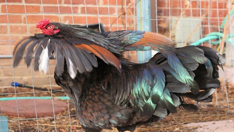 Cho gà đá đu chân tự do - Một trong các cách tập thể lực cho gà đá