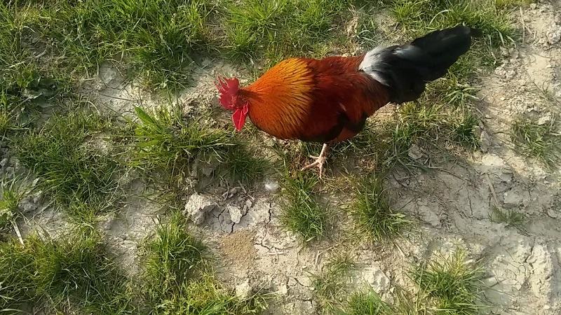 Mẹo vần hơi cho gà cực hay