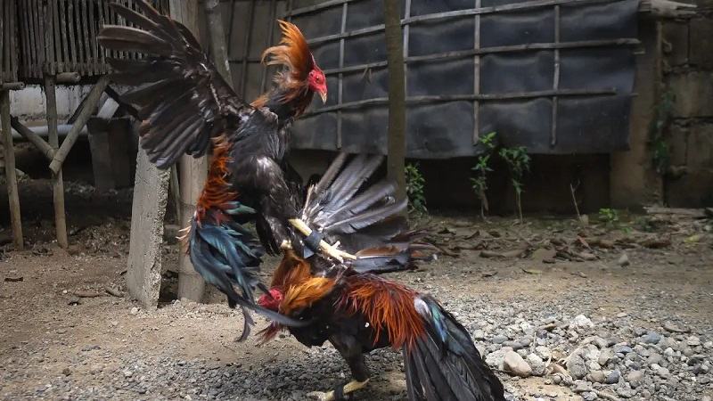 Sự quan trọng của cách thả gà đá