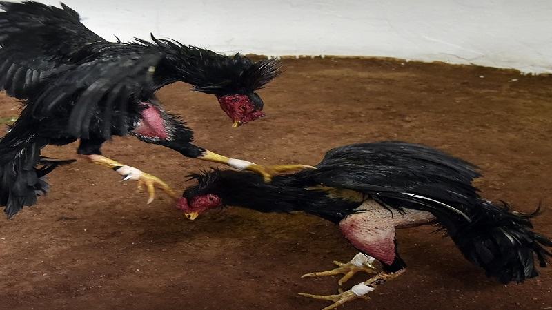 Ôm và cho nhữ trước khi gà đá