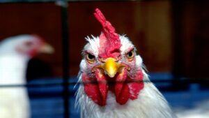 cách vô mồi cho gà đá