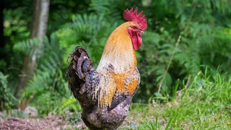 Màu mạng gà đá mệnh kim