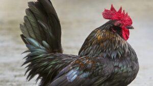 cách xem màu mạng gà đá