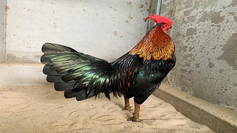 Các mẹo bách phát bách trúng cá cược đá gà hay nhất