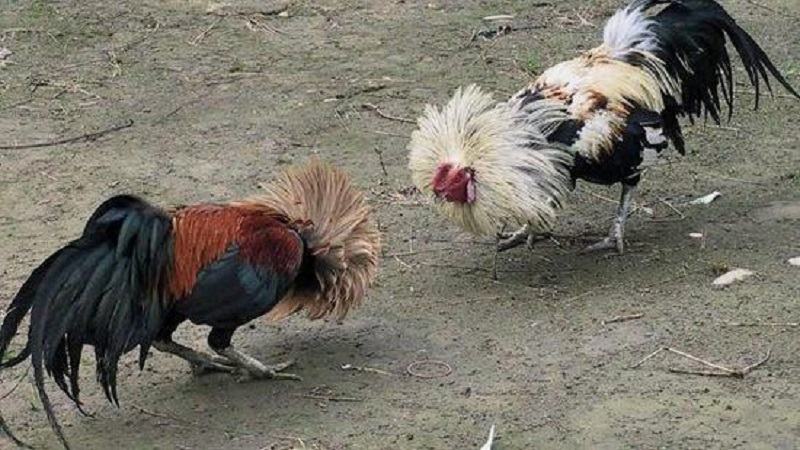 Đá gà tại Ezb68 trực tiếp tại bồ gà