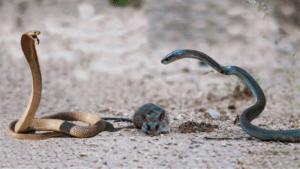 mơ thấy 2 con rắn đánh con gì