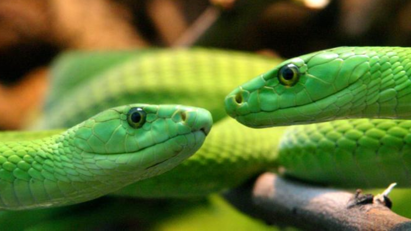 Mơ thấy 2 con rắn xanh có ý nghĩa gì, đánh số nào?