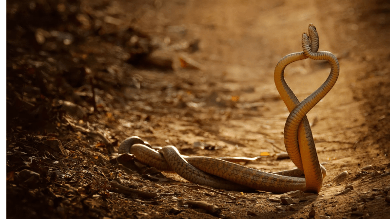 Mơ thấy 2 con rắn đánh con gì, số đề mấy thì trúng giải độc đắc?