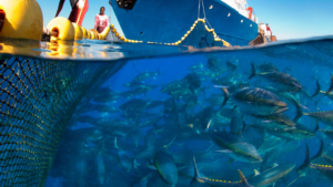 mơ thấy bắt cá đánh con gì