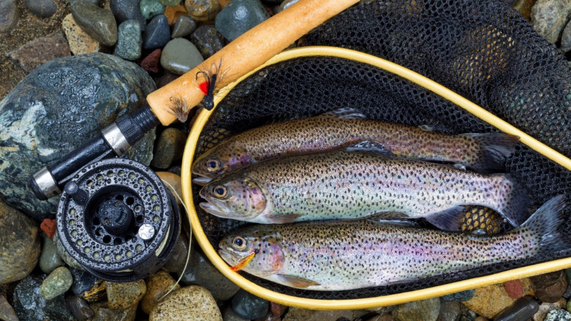 Mơ thấy bắt được cá nhảy lên trên bờ điềm báo tốt hay xấu?