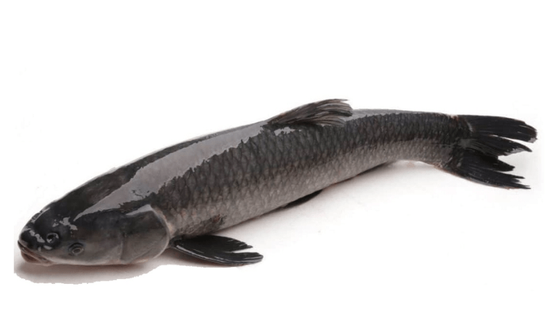 Giải mã giấc mơ về cá chép màu đen