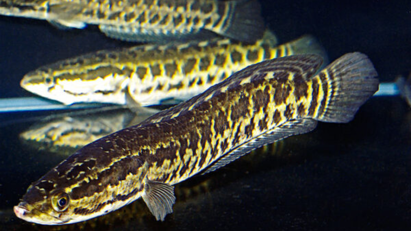 Nằm mơ thấy cá lóc đánh con gì, có điềm báo gì ?