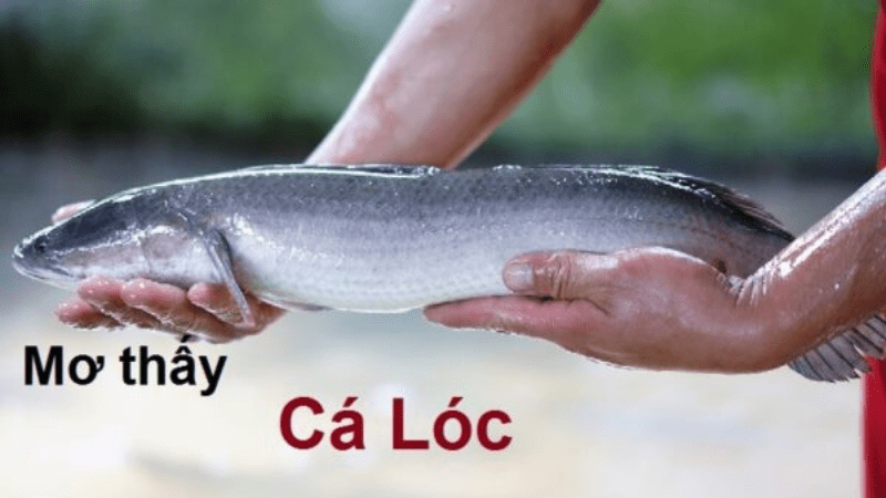 Chiêm bao thấy cá lóc chết