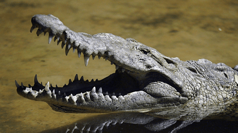 Chiêm bao bị cá sấu tấn công là điềm gì, đánh số mấy?