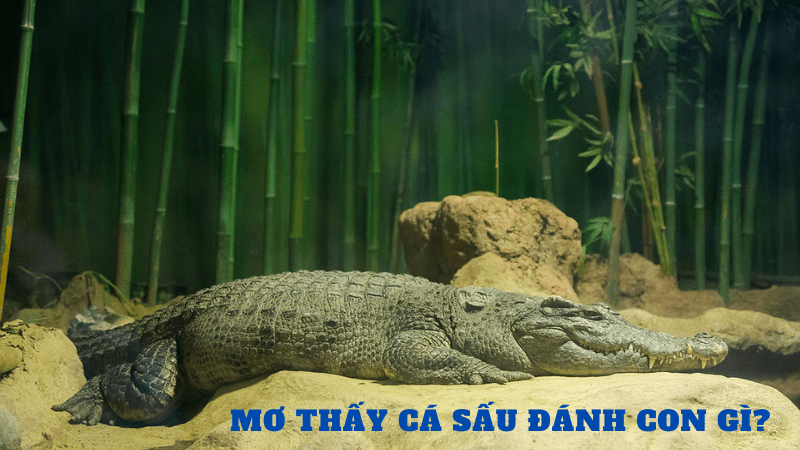 Chiêm bao cá sấu đánh con gì phát tài, trúng độc đắc