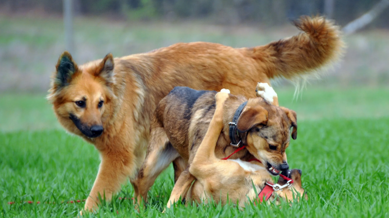Mơ thấy hai chú chó con cắn nhau