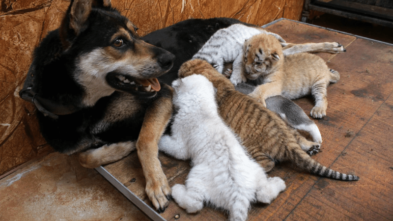 Chiêm bao thấy chó con đang bú ti chó mẹ