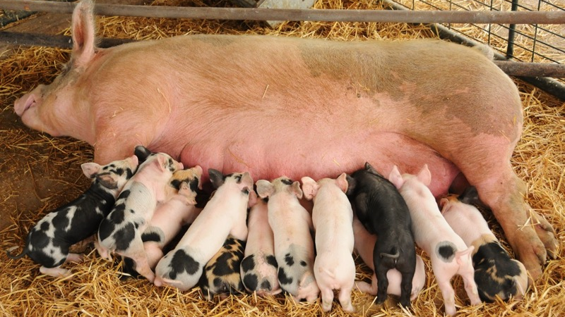 Nằm mơ thấy heo heo đẻ con