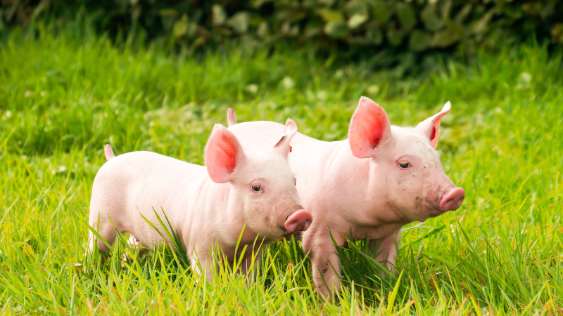 Nằm mơ thấy heo đánh số mấy trúng lớn, giàu to đổi đời?