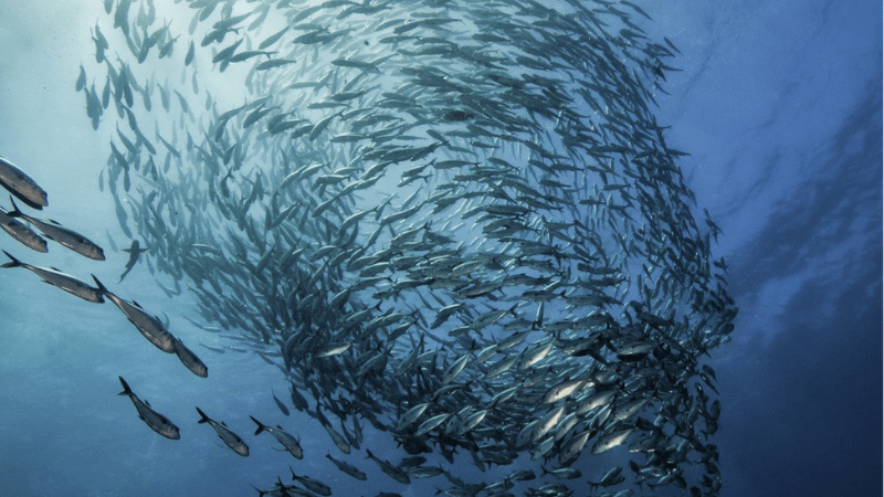 Nằm mơ bắt được nhiều cá rô phi là điềm gì, đánh số mấy?