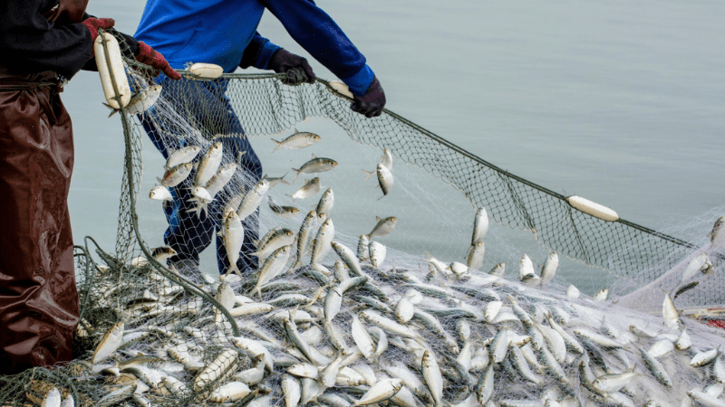 Nằm mơ thấy có nhiều cá con đánh con gì?