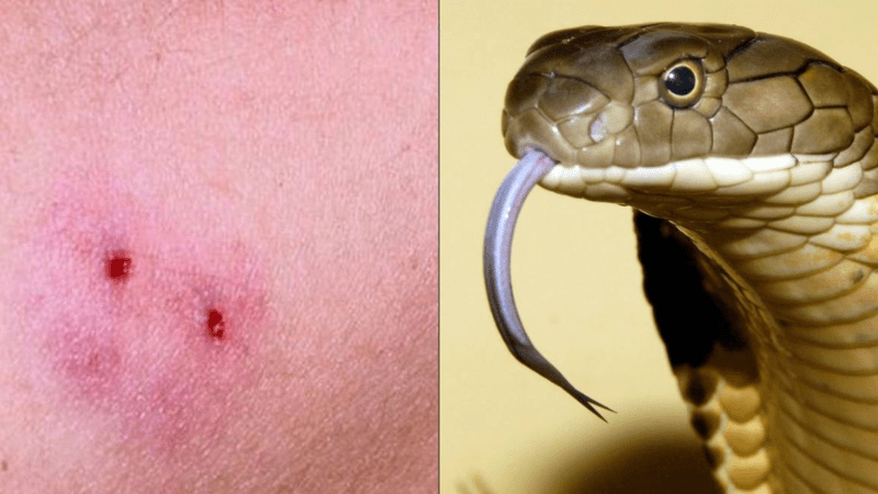 Rắn cắn vào gót chân đánh con gì, ý nghĩa gì?