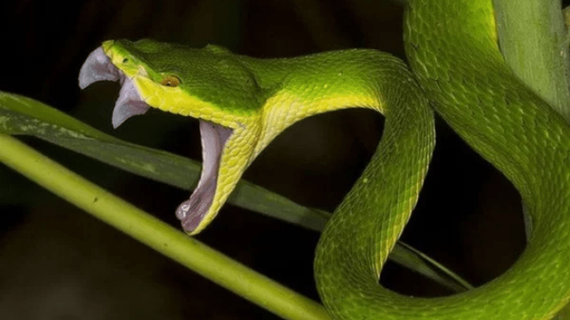 Nằm mơ thấy rắn cắn chân đánh con gì phát lộc nhanh chóng?