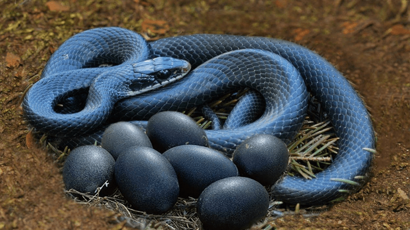 Ý nghĩa giấc mơ thấy con rắn đen, đánh số gì may mắn?