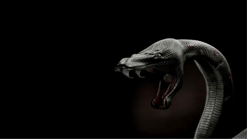 Mơ thấy rắn đen đánh con gì, số mấy phát tài phát lộc?