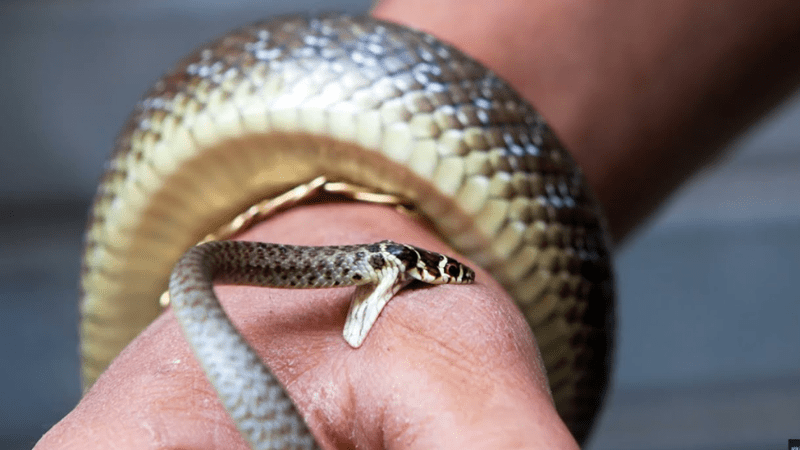 Nằm mơ thấy rắn đuổi theo cắn mình là điềm gì?