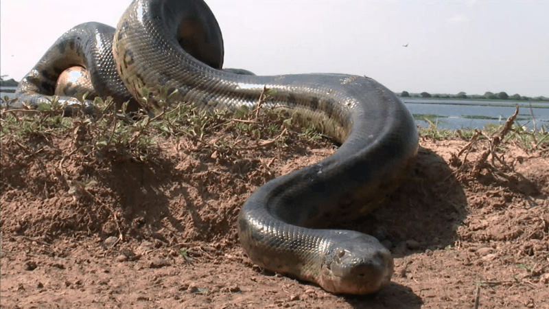 Chiêm bao thấy rắn to đuổi theo mình là điềm gì, đánh số mấy?