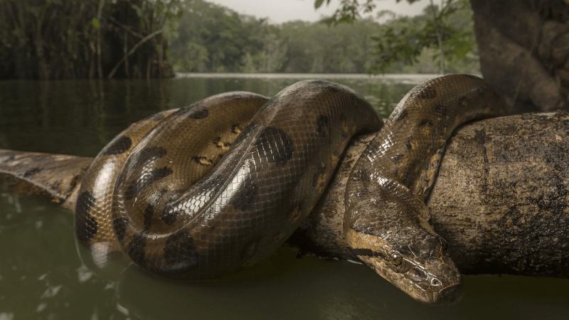 Nằm mơ thấy rắn to bơi dưới nước là điềm gì, đánh con mấy?