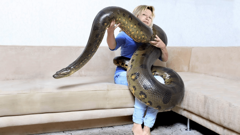 Chiêm bao thấy rắn to đánh con gì, số mấy dễ trúng?