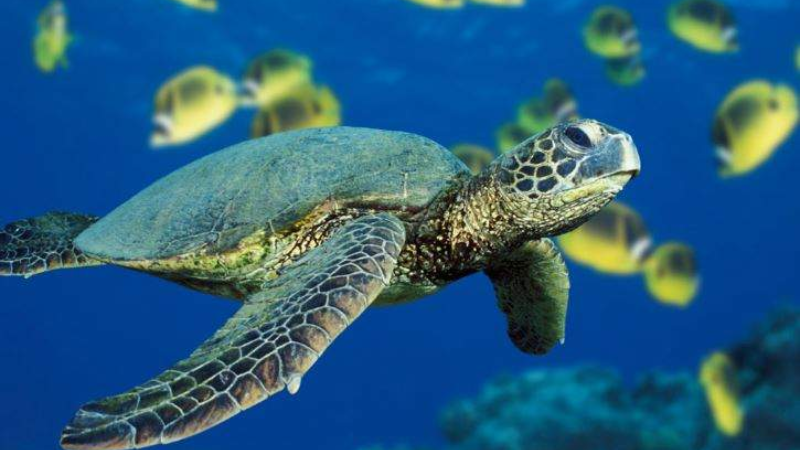 Phụ nữ mang thai mà mơ thấy rùa, nên đánh số mấy?