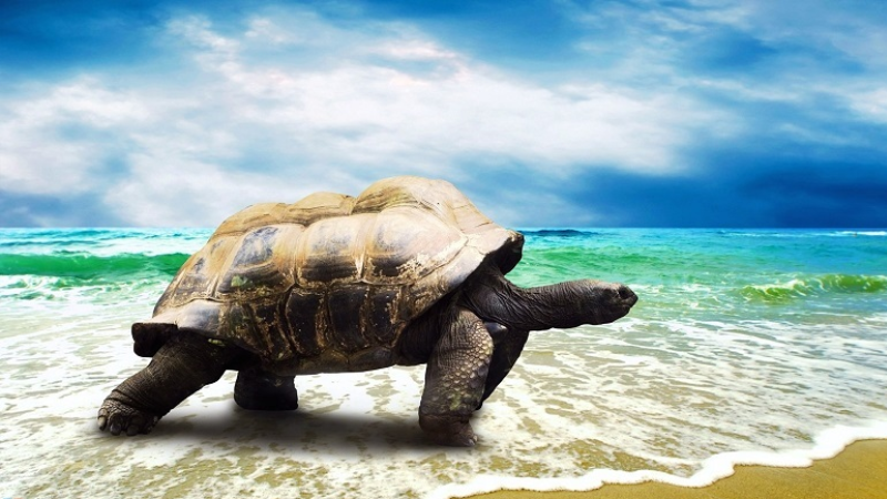 Nằm mơ Rùa đen đánh con gì?