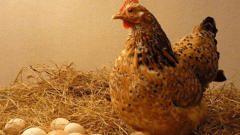 Mơ thấy một ổ trứng gà là điềm tốt hay không?