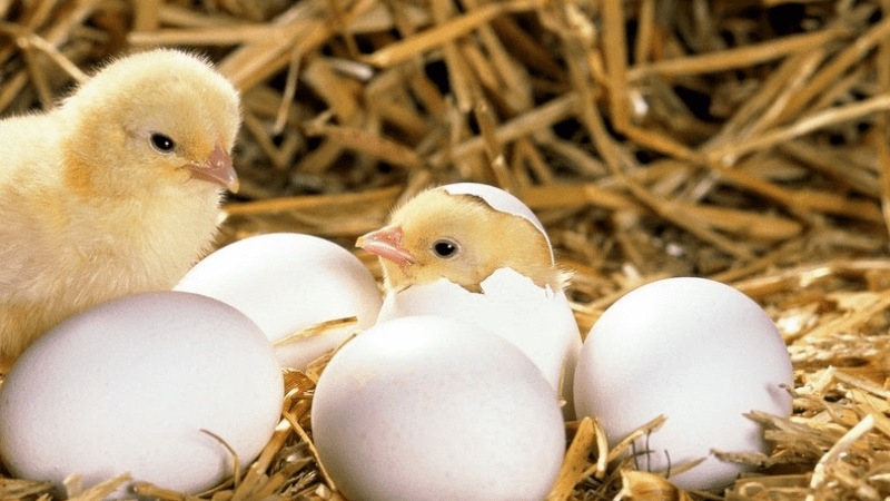 Con số liên quan giấc mơ trứng gà khác