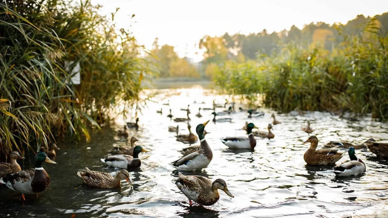 Nằm mơ thấy đàn vịt bơi lội dưới nước
