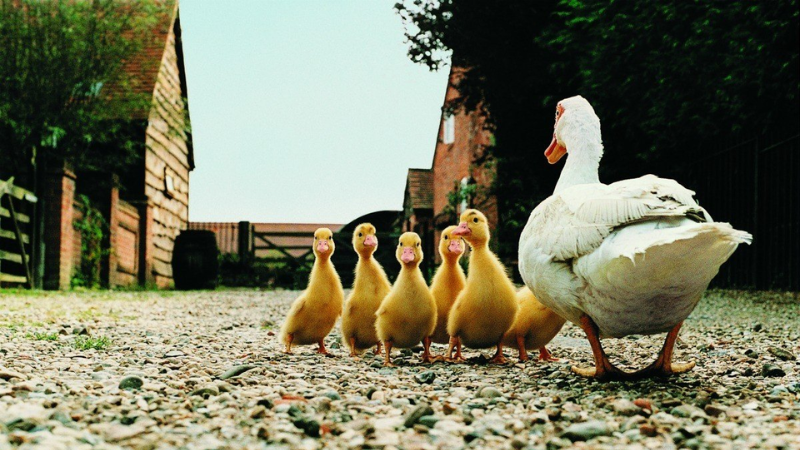 Mơ thấy vịt đánh con gì nếu vịt mẹ dẫn vịt con đi kiếm ăn