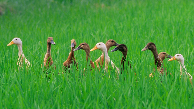 Con số liên quan tới giấc mơ thấy vịt may mắn