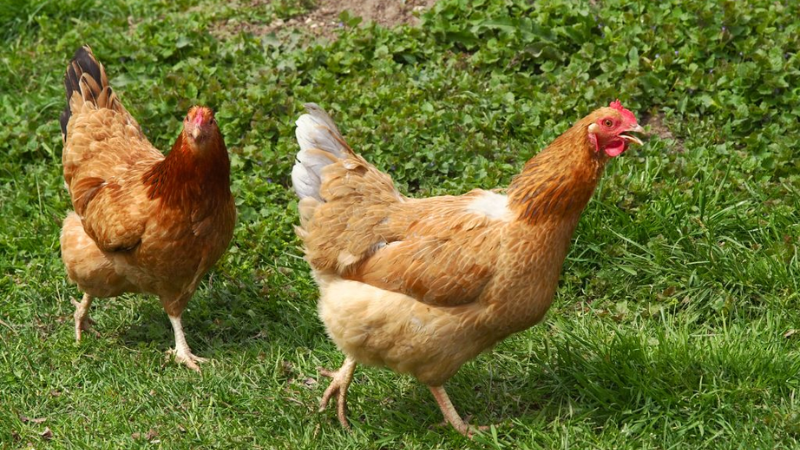 Chiêm bao thấy con gà mái