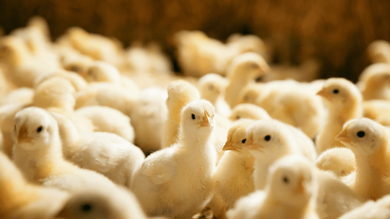 Nằm mơ thấy gà đánh con gì nếu đó là gà con?